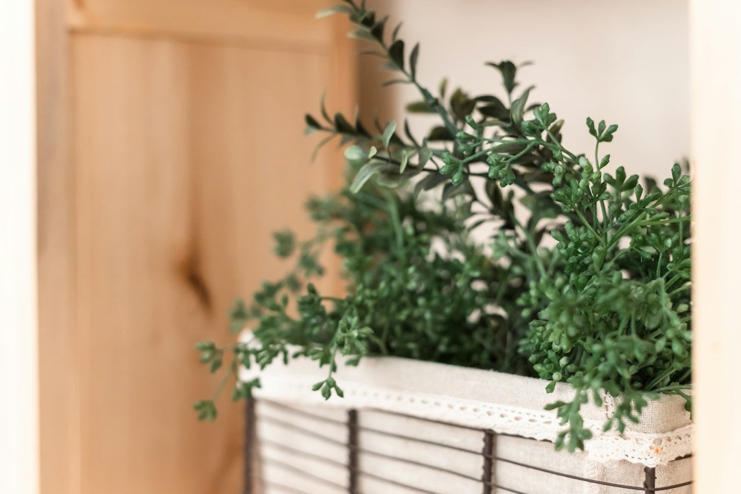 a plant in a room